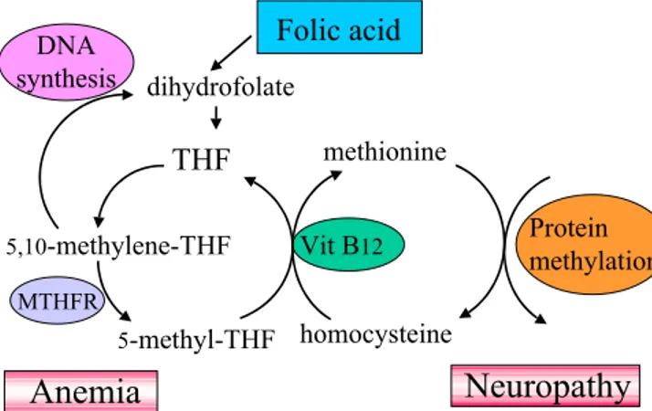 Figure 1. Metabolic pathways of folate.