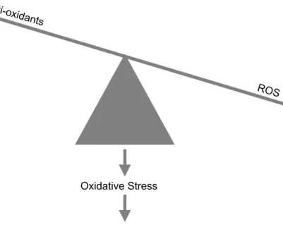 Figure 1. Schematic view of oxidative stress resulting in damage to  macromolecules.