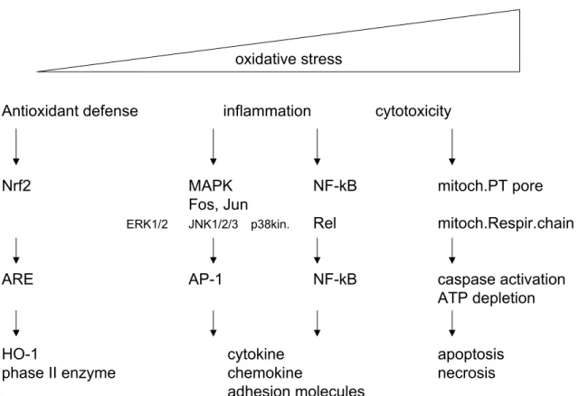 Figure 2. Oxidative stress model in response to PM (adapted from Li et al. 1 ). Different levels of oxidative  stress can be distinguished