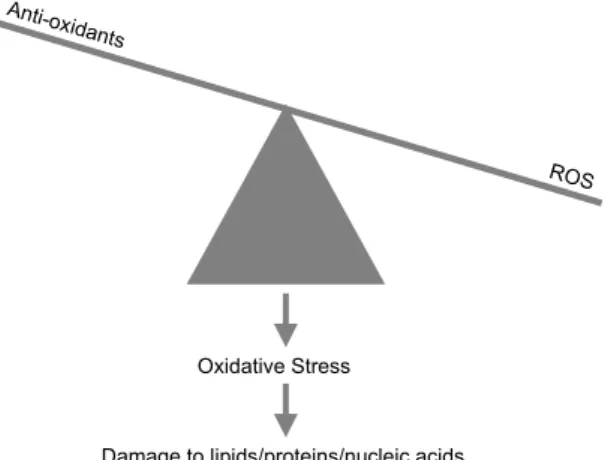 Figuur 1. Schematische weergave van oxidatieve stress welke resulteert in  beschadiging van macromoleculen.