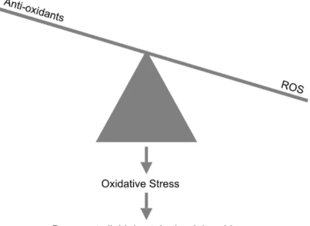 Figure 1. Schematic view of oxidative stress resulting in damage to  macromolecules.