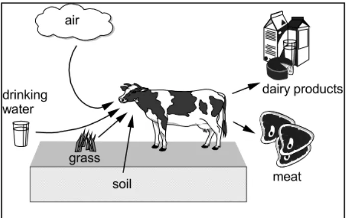 Figure 4 Uptake routes for cattle accounted for in EUSES.