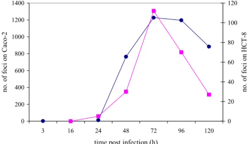 Figure 1  The number of foci of infection on Caco-2 (●) and HCT-8 (■) cells in a time series