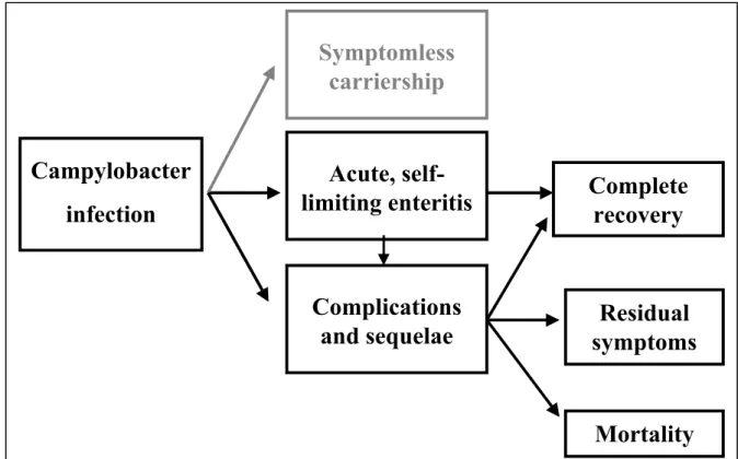 Figure 2.2. Campylobacter infection and the different illness and health states (based on Havelaar et al