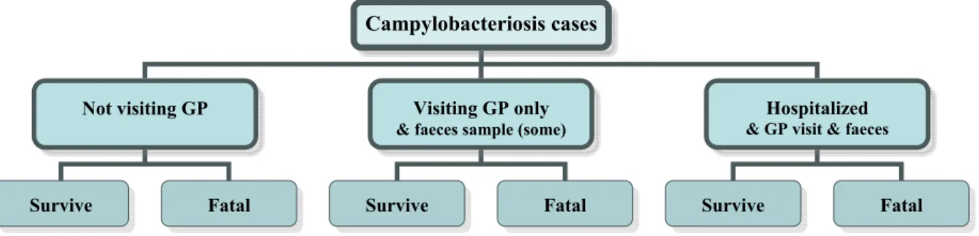 Figure 3.1. The different health states of campylobacteriosis patients.