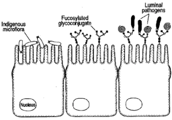 Figure 2:  Crosstalk between intestinal bacteria and the host epithelium.  ( Colonisation by indigenous microflora induces the expression of fucosylated glycoconjugates on the host intestinal epithelium