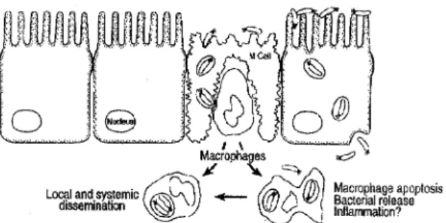 Figure 3:  Pathogens crossing the epithelial barrier by entering via either M cells or enterocytes