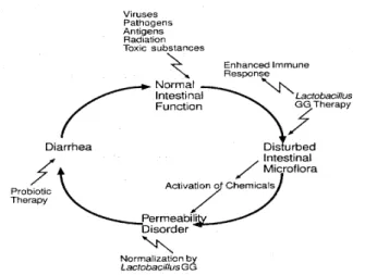 Figure 5:  Modes of action of influences on intestinal function  (Salminen, 1996).
