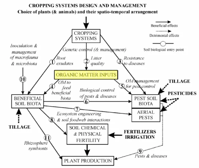 Figuur 2: De centrale rol van organische stof in het bodemecosysteem, en de beïnvloeding van  gewasopbrengst door landbouwkundig management (bemesten, ploegen, irrigatie, pesticiden), nuttige 