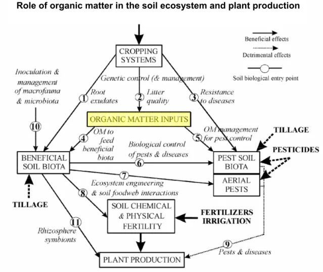 Figure 2. The central role of organic matter in the soil ecosystem and the influence of cropping systems  through agricultural management (fertilisation, ploughing, irrigation and pesticides), beneficial soil biota,  diseases and pests and soil fertility