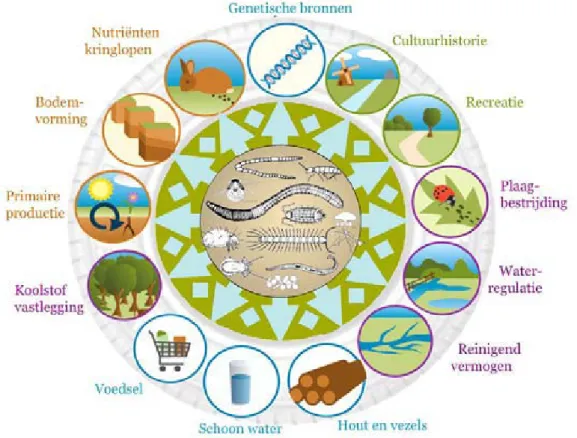 Figuur 1: Ecosysteemdiensten (ESD) en bodembiodiversiteit in één  figuur; een draaiend wiel