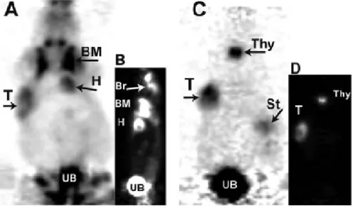 Figure 4: Positron emission tomography in mice with (A, B)  18 F-FDG and (C, D) 