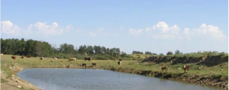 Figure 3.6. High traffic area near a water source on an extensive pasture area in  Saskatchewan, Canada