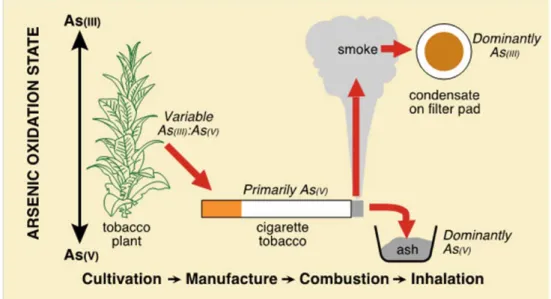 Figure 4. Model pathway of the variation in arsenic valence state (As(III) and As  (V) from cultivation to exposure