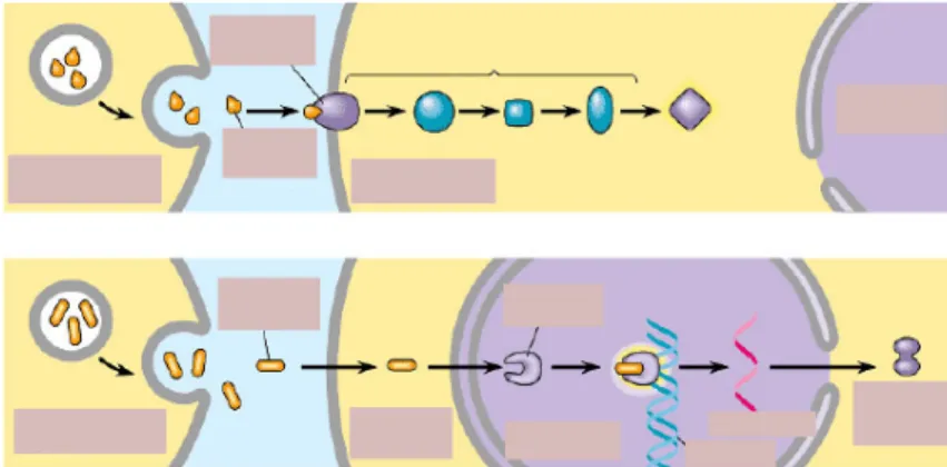 Fig.	
   1:	
   receptor	
   in	
   het	
   plasmamembraan:	
   chemisch	
   signaal	
   bindt	
   op	
   receptorproteïne	
   =&gt;	
  