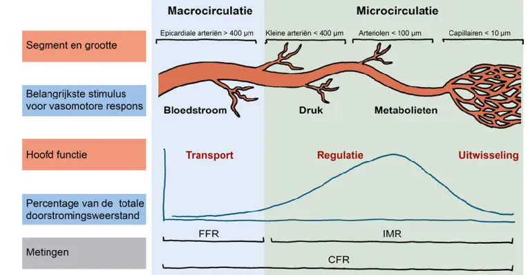 Figuur 1: functie van de coronaire macro- en microvasculatuur 