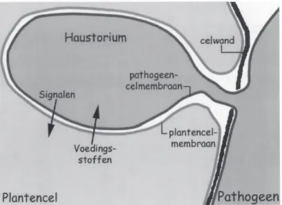 Fig. 3. Schematische weergave van het haustorium. Het pathogeen doorbreekt locaal de plantencelwand, maar dringt de plantencel niet binnen