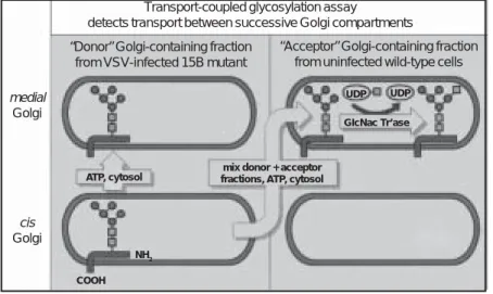 Figure 2. Assay for cell-free transport.