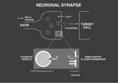 Figure 6. The synapse and snare proteins.