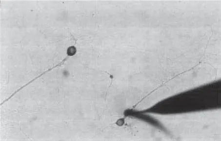 Figure 4. The ability to study two synapses from the same sensory neuron onto widely separated motor neurons in a modified Aplysia cell culture system allows synaptic tagging and synaptic capture to be explored for the first time.