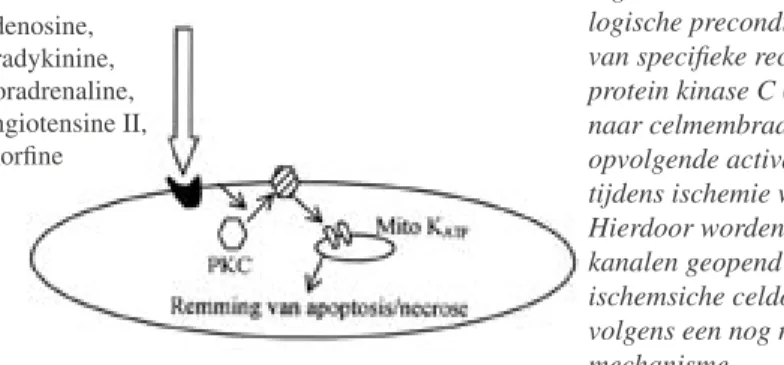 Fig. 1. Acute ischemische en farmaco- farmaco-logische preconditionering: activatie  van speciﬁeke receptoren transloceert  protein kinase C ( PKC ) van cytosol  naar celmembraan waardoor  daar-opvolgende activatie van dit enzym  tijdens ischemie wordt ver