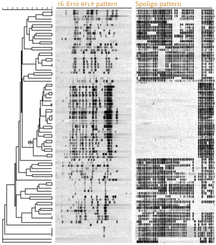 Fig. 2: Dendrogram showing similarity of the 84 is6110 rflp and spoligo patterns of M