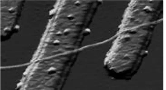 Figuur 1. Een koolstof nanobuis opgespannen over twee platina electrodes op SiO 2 . 6 In het Nanoimpulsprogramma, geﬁnancierd door het Ministerie van  Economi-sche Zaken, wordt nanotechnologie als volgt gedeﬁnieerd: ‘Het kunnen werken  op de schaal van ato