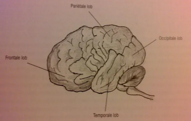 Figuur 3.6: De lobben van de cortex