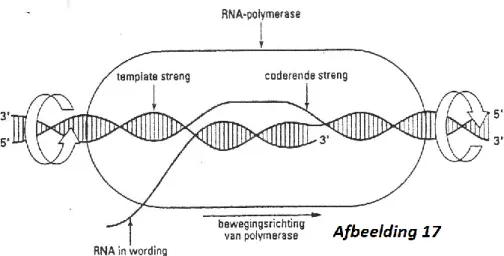 Tabel genetische code 
