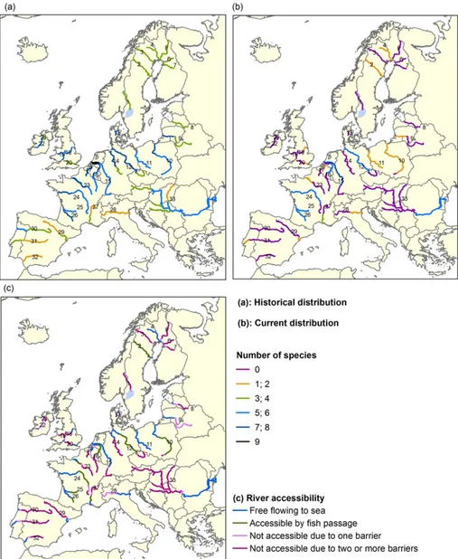 FIGURE 1 The historical (a) and current (b) distribution of the long‐ and mid‐distance anadromous species in the main stem of large European rivers and their upstream accessibility in 2016 (c)