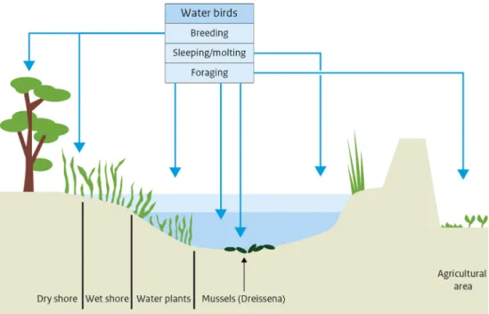 Table 3 The weight factor for the ecotopes and differentiated to water depth Water depth Open water with benthic invertebrates Open waterwith waterplants Open water(no benthic invertebrates or plants) Reed, grass &gt;5 0.4 0.4 0.4 4 –5 0.4 0.4 0.4 3 –4 1.4