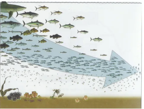 Figure 5.2  “Fishing down the food web (Pauly et al., 1998) A graphical representation of the  homogenisation process in the marine environment