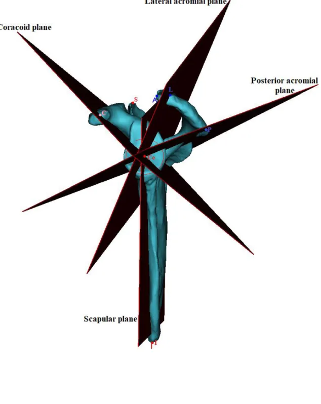 Figure 1: The scapular 3D model with determined points and planes.