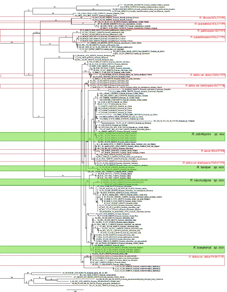 Figure 2. Phylogenetic tree of Russula subgenus Brevipedum