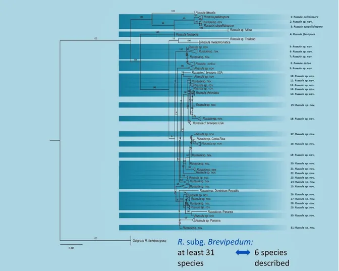 Figure 1. Phylogenetic tree of European species within Russula subgenus Brevipedum by Ruben De Lange (unpublished) 