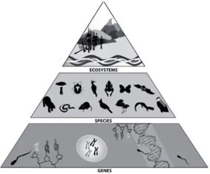 Figure 1: Components of biodiversity: ecosystem diversity, species diversity and genetic diversity  (Source: Houde, 2007) 