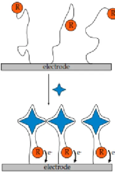 Figure 1.4:  Illustration of aptamer based electrochemical “signal on” biosensors, figure adapted from [14]