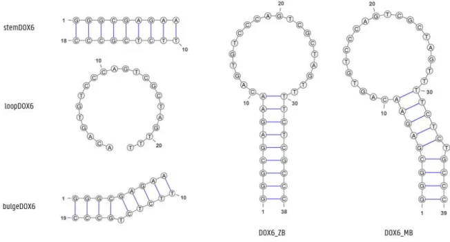 Figure 2.1: Subsystems stemDOX6, bulgeDOX6, loopDOX6, DOX6_ZB and DOX6_MB = DOX6. 