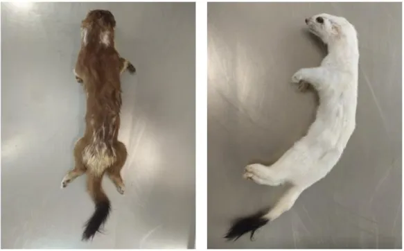 Figuur 9: links: een hermelijn met het ‘wit-bruin gevlekt’ vachttype, rechts: een wit exemplaar