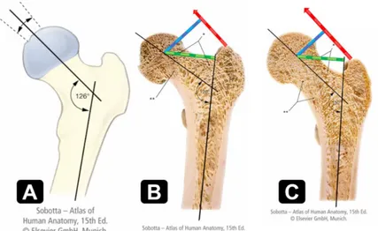 Figure 4 illustrates the differences in moment arms of the small gluteal muscles depending on  the neck-shaft angle (28)