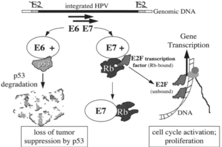 Fig.	5	HPV-geïnduceerde	oncogenese.		 	