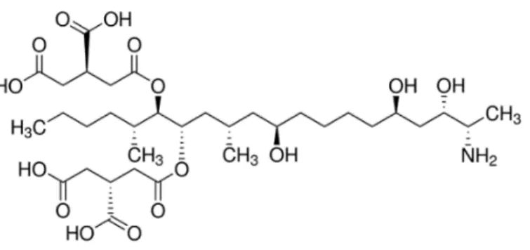 Figure 1.4. Chemical structure of fumonisin B₁. (47)  Degradation products of fumonisins  
