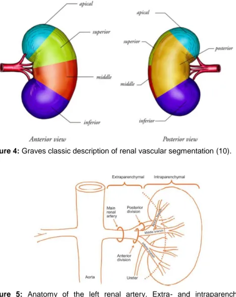 Figure 4: Graves classic description of renal vascular segmentation (10). 