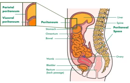 Figure 2.1: The Peritoneum, figure adapted from Macmillan cancer support [10].
