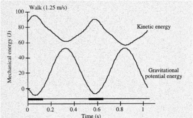Fig. 2: Kinetische energie en gravitationele potentiële energie bij wandelen aan 1.25 m/s