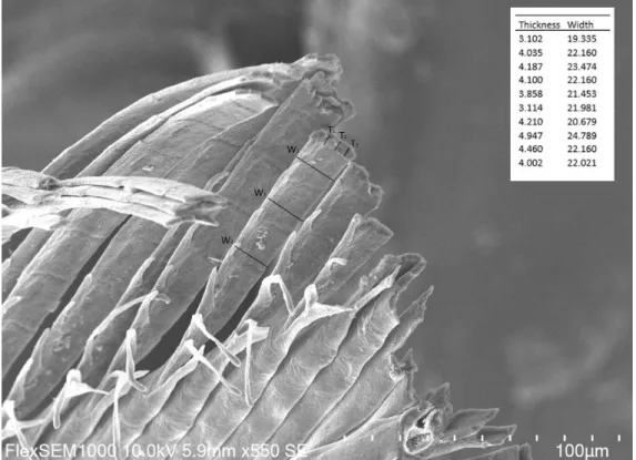 Figure 6: SEM image of Eurasian magpie feather barbules. Inset shows the measurements of barbule dimensions in μm