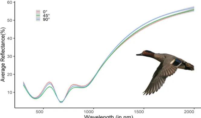 Figure 9: Representative reflectance spectra of an iridescent feather  (of the eurasian teal (Anas crecca)) from the speculum  for multiple feather orientations