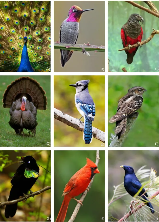 Figure 1: Images showing the diversity of color and color creating mechanisms in birds (class Aves)