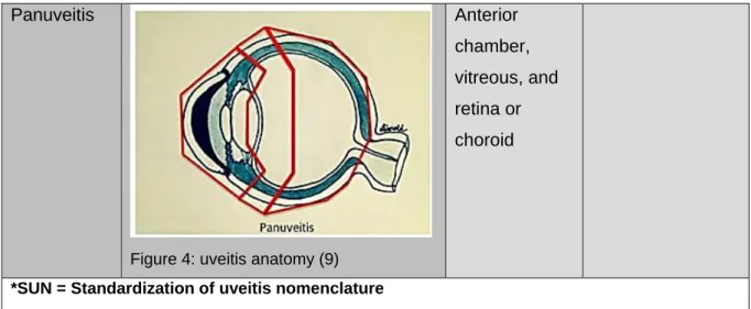 Figure 4: uveitis anatomy (9)