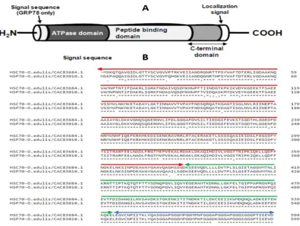 Figure 4 Heat shock protein 70 (HSP70) in O. edulis.  Panel A: Animation drawing illustrating the  linear structure of the general domain structure of the HSP70 protein family as adapted from (Fabbri  et al